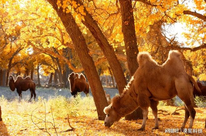 社第二是它!金旅第二烤全羊蒙古包全含麻将胡了2试玩模拟器内蒙古旅游旅行(图2) 社第二是它!金旅第二烤全羊蒙古包全含麻将胡了2试玩模拟器内蒙古旅游旅行(图2)